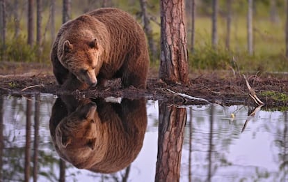 Un oso pardo, a orillas de un lago cerca de Kuikka, en la región finlandesa de Kainuu.