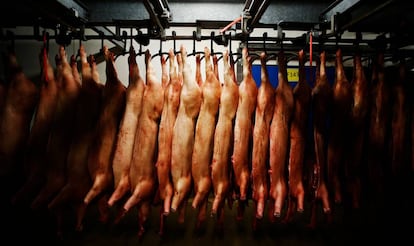 Cerdos colgando en un matadero en Sainte-Cécile, en Normandía (Francia).