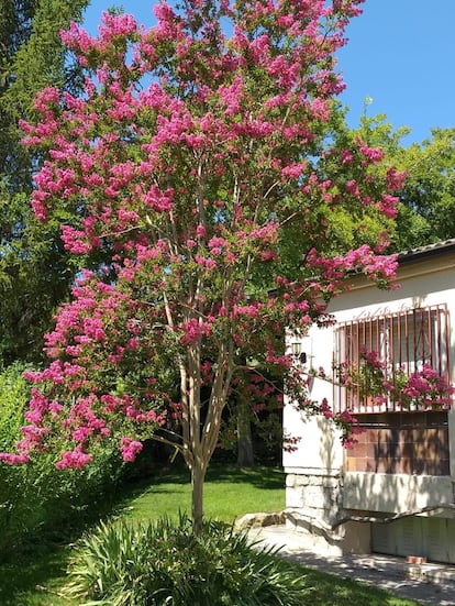 Un árbol de Júpiter regalado por sus alumnos florece en el jardín de Benito Cotarelo.