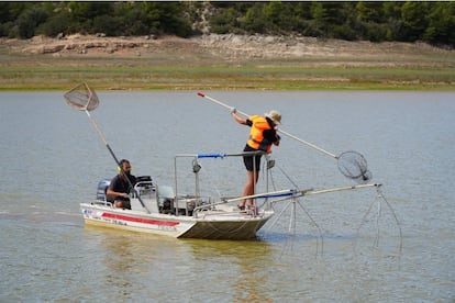 Extracción de peces en el pantano de María Cristina (Castellón) este jueves, 12 de septiembre de 2024.