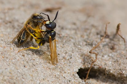 Un lobo europeo de las abejas ('Philanthus triangulum') sedando a una abeja melífera en Dinamarca.