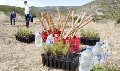 Trabajos de reforestación en la zona afectada por el incendio de 2007 en Les Useres.