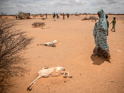 Una niña desplazada por la sequía pasa junto al cadáver de cabras muertas de hambre y sed en Somalia en las afueras de Dollow, en abril de 2022.