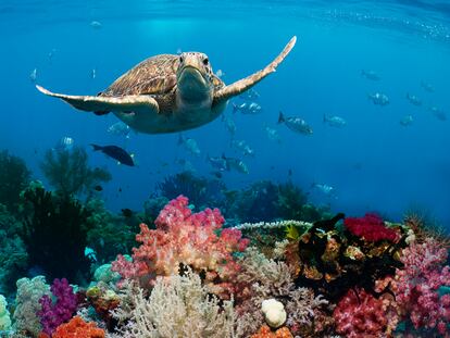 Una tortuga verde (Chelonia mydas) nadando en un arrecife de coral.