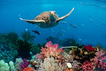Una tortuga verde (Chelonia mydas) nadando en un arrecife de coral.