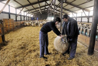 Dos técnicos de la granja escuela de Arkaute colocan el dispositivo GPS de Neiker a una oveja