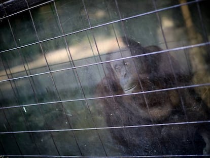 Sandra en su habitáculo en el antiguo zoo de Buenos Aires, el pasado día 3.