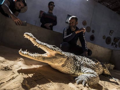 Mamdouh Hasan muestra a los visitantes uno de los cocodrilos que cría en su casa de Gharb Soheil.