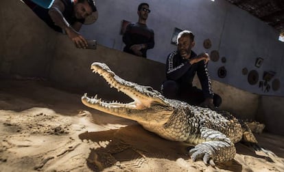 Mamdouh Hasan muestra a los visitantes uno de los cocodrilos que cría en su casa de Gharb Soheil.