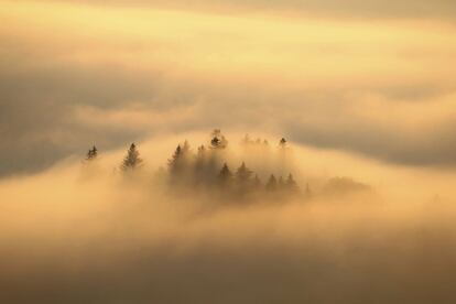 Varios árboles envueltos en niebla durante el amanecer, en Bernbeuren (Alemania).