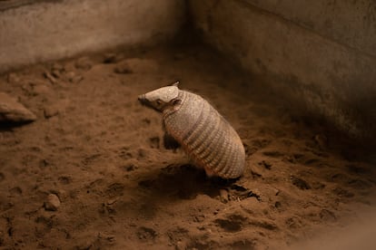 Alexis, un tatú peludo ciego que vive en el refugio desde 2019, tras ser encontrado bajo el piso de una casa.