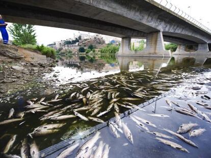 La mortandad de peces en el Tajo en Toledo la semana pasada.