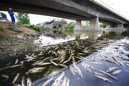 La mortandad de peces en el Tajo en Toledo la semana pasada.