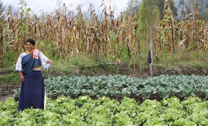 Una mujer junto a sus cultivos en Ecuador.