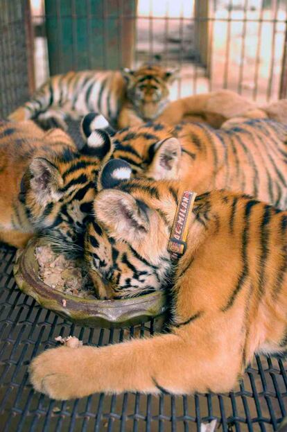 Tigres enjaulados en un criadero ilegal de la ciudad de Guilin, China.