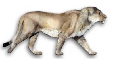 Reconstrucción de un león de las cavernas adulto.