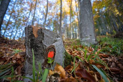 La marca roja indica que el árbol puede ser talado.