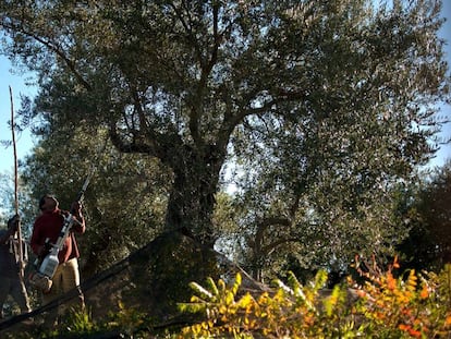 Jornaleros recogiendo aceituna en Ronda (Málaga).