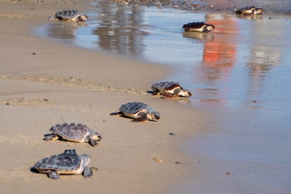 Las tortugas liberadas tras un año en el centro para recuperación se acercaban al mar en la playa de Almassora (Castellón) el viernes 18 de octubre 2024. 
