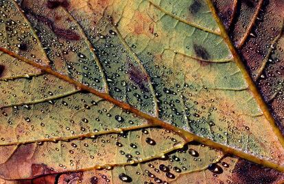 Una hoja de color otoñal cubierta de gotas de rocío en Oberstaufen (Alemania), el 30 de septiembre 2015.