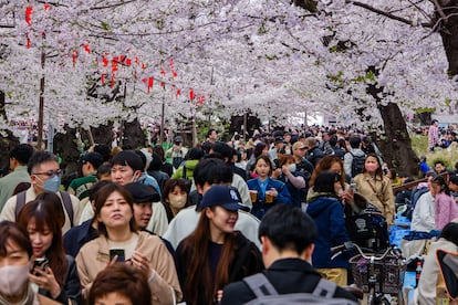 Decenas de personas en el parque de Ueno, en Tokio, para presenciar la floración de los cerezos.