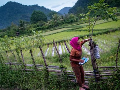 Campos de arroz en los alrededores del pueblo de Leuping, unos kilómetros al sur de Banda Aceh, al norte de la isla de Sumatra.