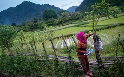 Campos de arroz en los alrededores del pueblo de Leuping, unos kilómetros al sur de Banda Aceh, al norte de la isla de Sumatra.