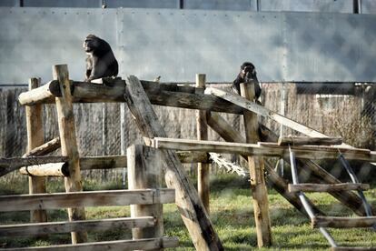 En Rainfer intentan construir estructuras adecuadas para cada tipo de primate, aunque la escasez de fondos retrasa ampliaciones necesarias. En la imagen, dos macacos tonkeana.