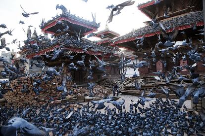 Un hindú da de comer a las palomas en la plaza Basantapur Durbar en Katmandú (Nepal), destruida tras el terremoto del 25 de abril. El número de muertos superó los 7.500 y el de heridos los 14.400, según los últimos datos oficiales del Gobierno nepalí.