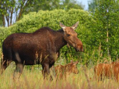 Alces foram localizados na zona de exclusão de Chernobyl