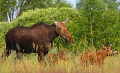 Alces foram localizados na zona de exclusão de Chernobyl