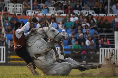 Un gaucho se cae de un potro durante un rodeo en Montevideo (Uruguay), el 14 de abril de 2019.