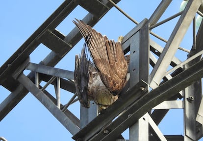 A Bonelli’s eagle hangs from an electricity cable after being electrocuted.