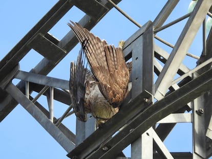 A Bonelli’s eagle hangs from an electricity cable after being electrocuted.