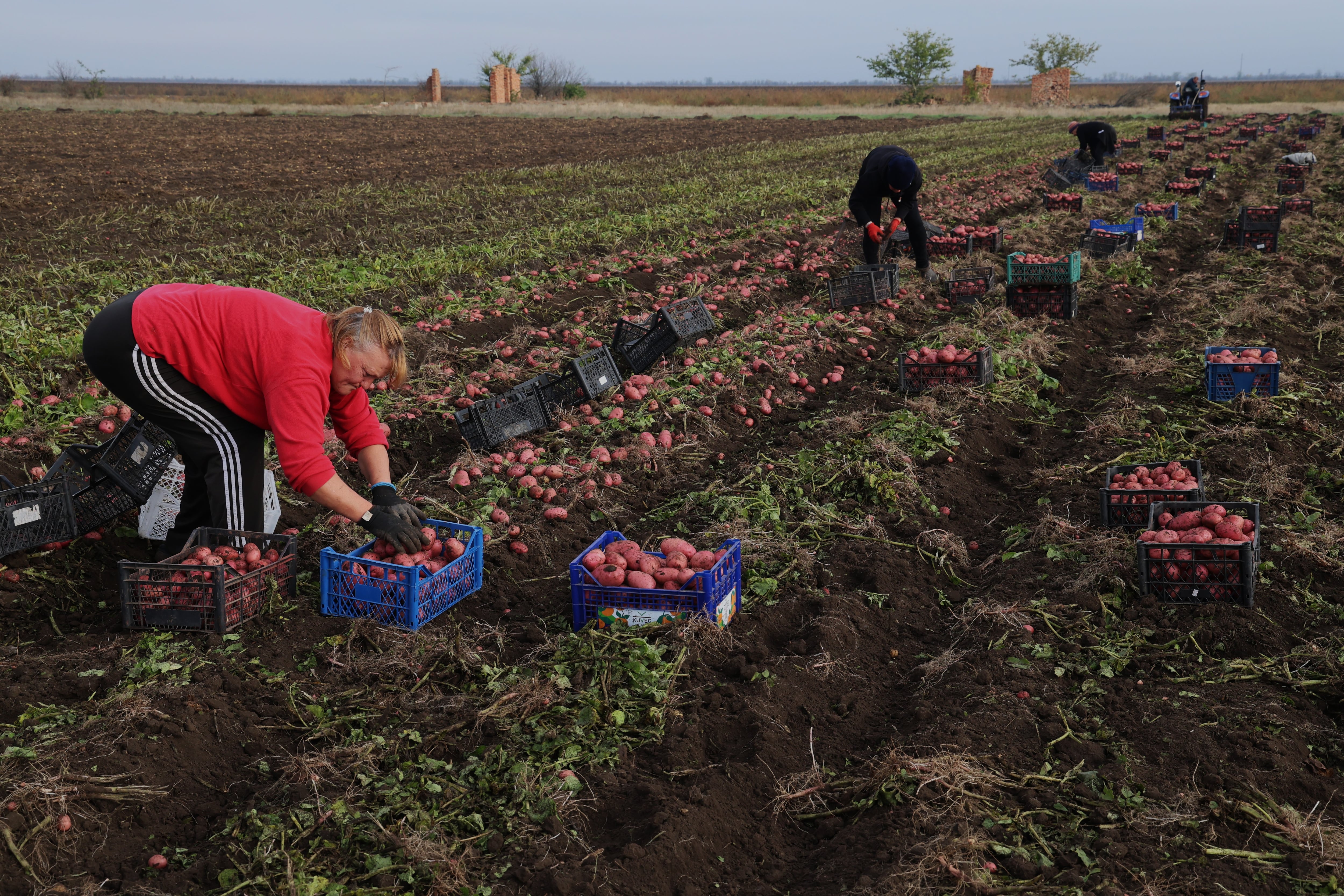 Un grupo de mujeres recoge patatas en un pueblo de la región meridional de Jersón este sábado.