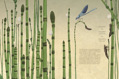 Exuvias de libélulas, imagen del libro 'Viajes por mi jardín'.