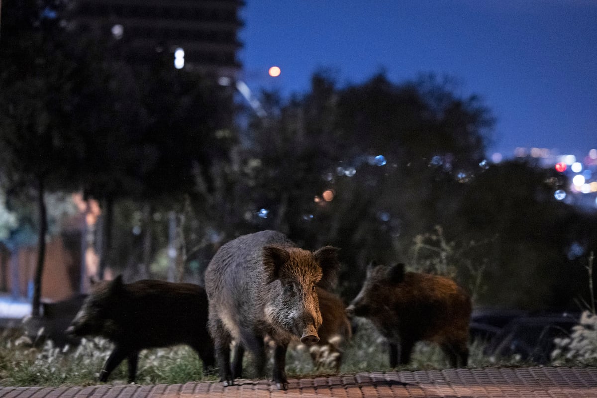 El porcino español, en vilo