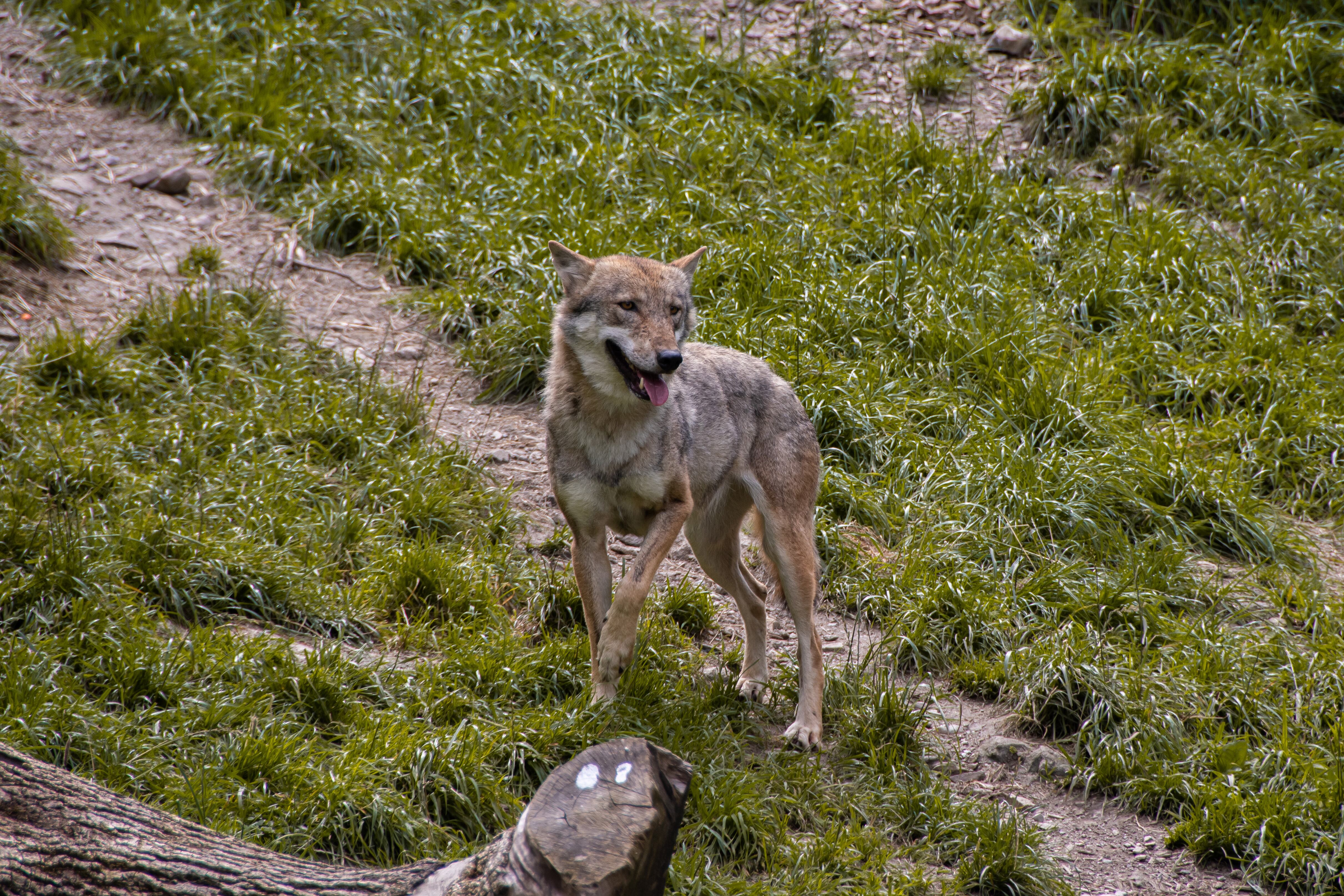 El Tribunal de Justicia europeo veta la caza del lobo mientras su estado de conservación sea desfavorable