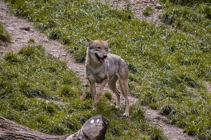 Un ejemplar de lobo en Austria.