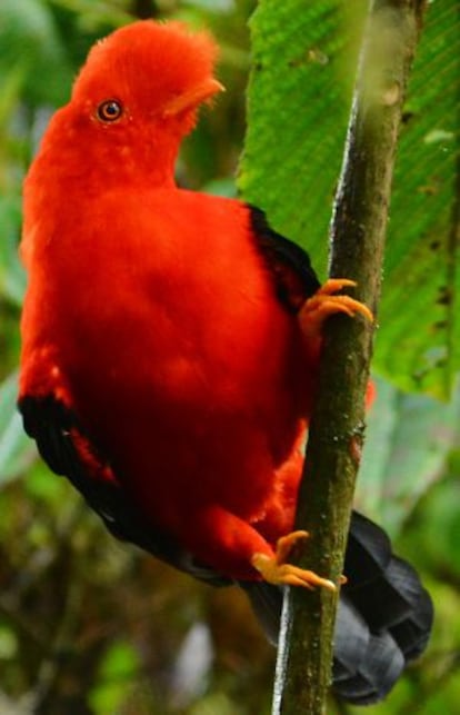 El gallito de roca, de la familia de las cotingidae, tiene entre sus antecesores a las primeras aves arborícolas.