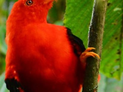 O galo da serra andino, da família cotingidae, tem entre seus antecessores as primeiras aves arborícolas.