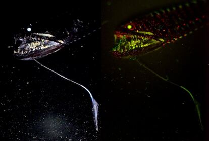 Se llama 'Idiacanthus atlanticus', aunque es conocido como 'pez dragón'. Este habitante de las profundidades posee propiedades de bioluminiscencia fluorescente, y, curiosamente, cambia de color en función de la luz que le enfoque.