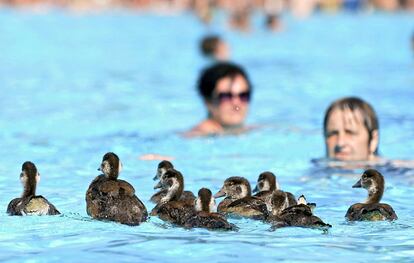 Varios gansos se refrescan en una piscina junto al resto de bañistas para combatir el calor en Fráncfort (Alemania).
