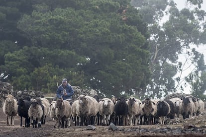 Un rebaño de ovejas en Nisdafe.