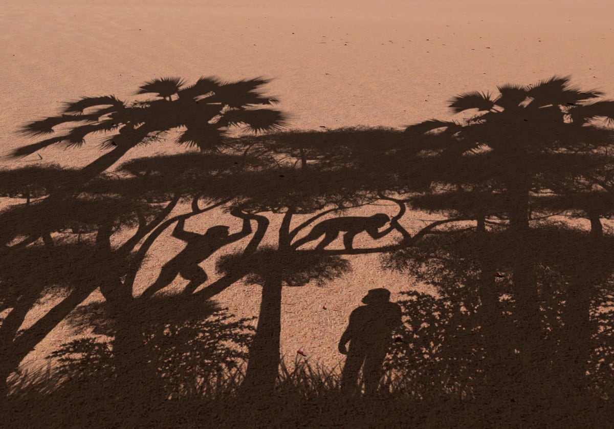 Descubierto el homínido más antiguo que caminaba erguido, pero expertos dudan