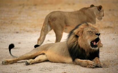 Cecil, el león más famoso de Zimbabue.