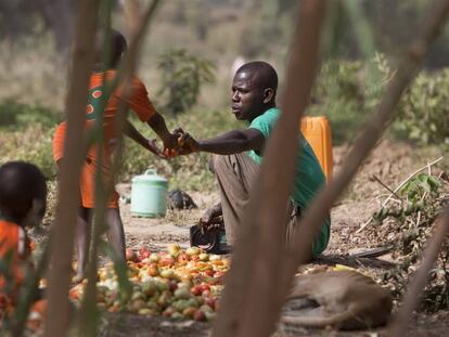 Agricultores recogen tomates de un huerto en medio de un bosque en Gulbi (Níger).