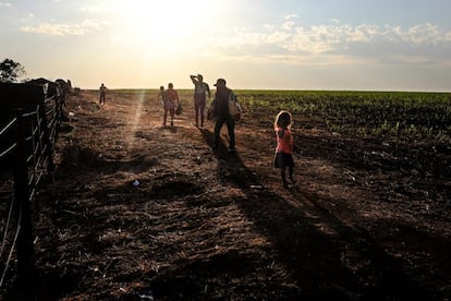 Cuando son desalojados de sus tierras no sólo se quedan sin campo para cultivar, agua para beber o pescar o terreno para que crezcan sus animales, sino que además se ven forzados a dejar atrás el cementerio donde yacen sus familiares, algo inconcebible para un guaraní. En la imagen, un grupo de guaraníes camina cerca de su asentamiento en Dourados. 