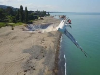 El animal hace una pirueta para desviar su trayectoria que queda grabada por el aparato