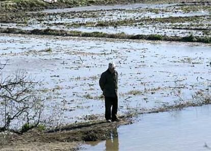 Un vecino de la localidad aragonesa de Gelsa contempla los campos anegados por la riada del Ebro.